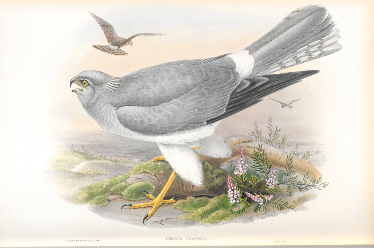 Circus Cyaneus (Tavuk Harrier) çizimi by John Gould