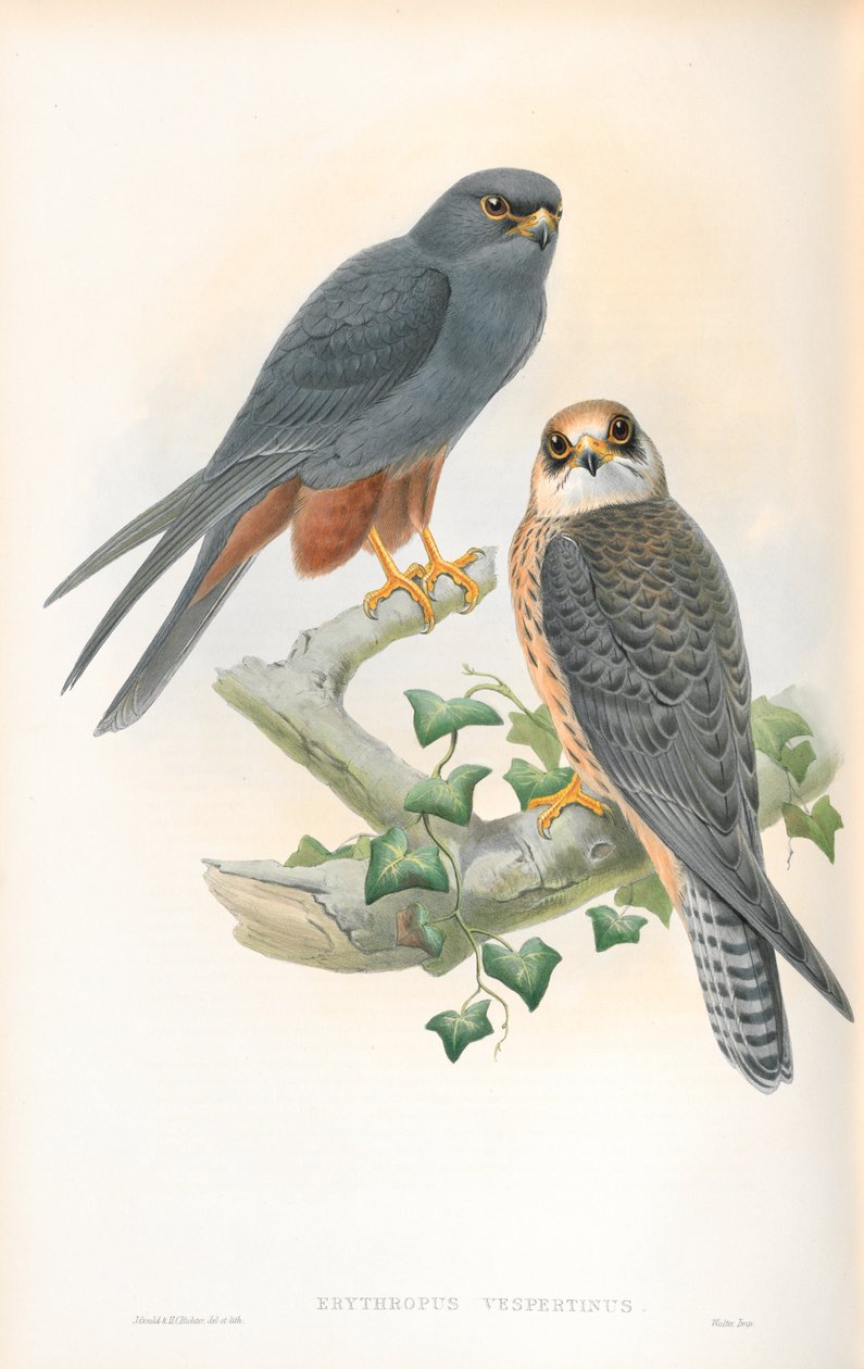 Erythropus Vespertinus (Turuncu bacaklı hobi) çizimi by John Gould