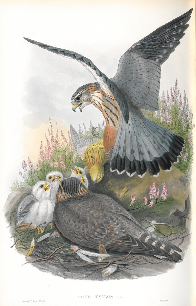 Falco Aesalon (Merlin) çizimi by John Gould