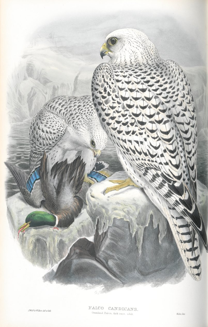 Falco Candicans (Greenland Falcon Dark Race) çizimi by John Gould