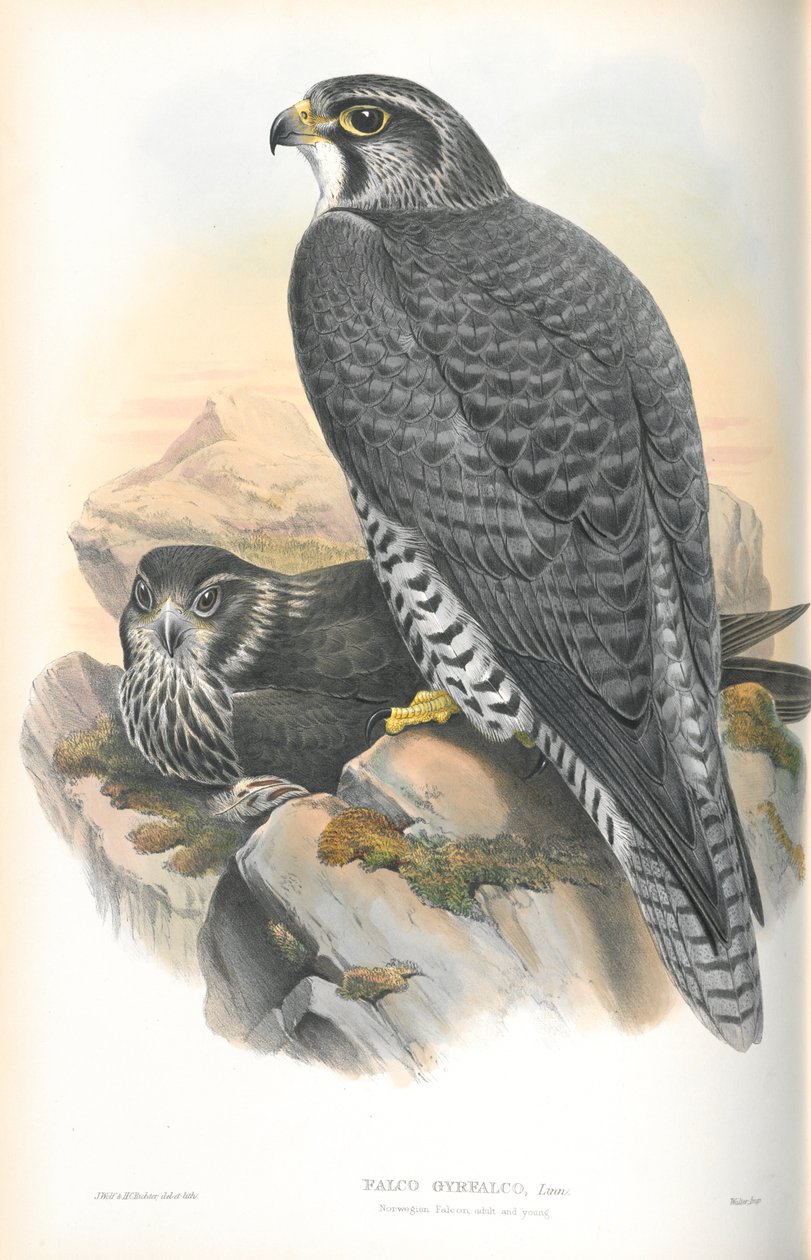 Falco Gyrfalco (Norveç Gyrfalcon) çizimi by John Gould