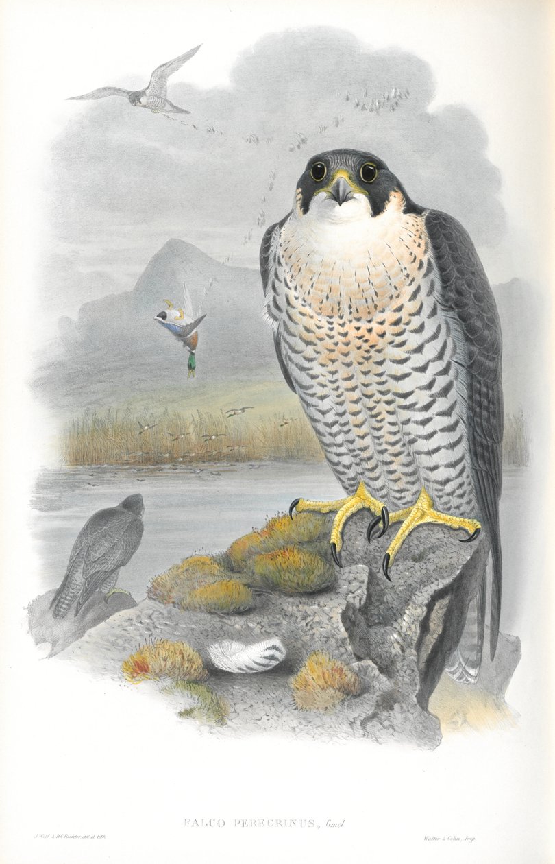 Falco Peregrinus (Peregrine Falcon) çizimi by John Gould