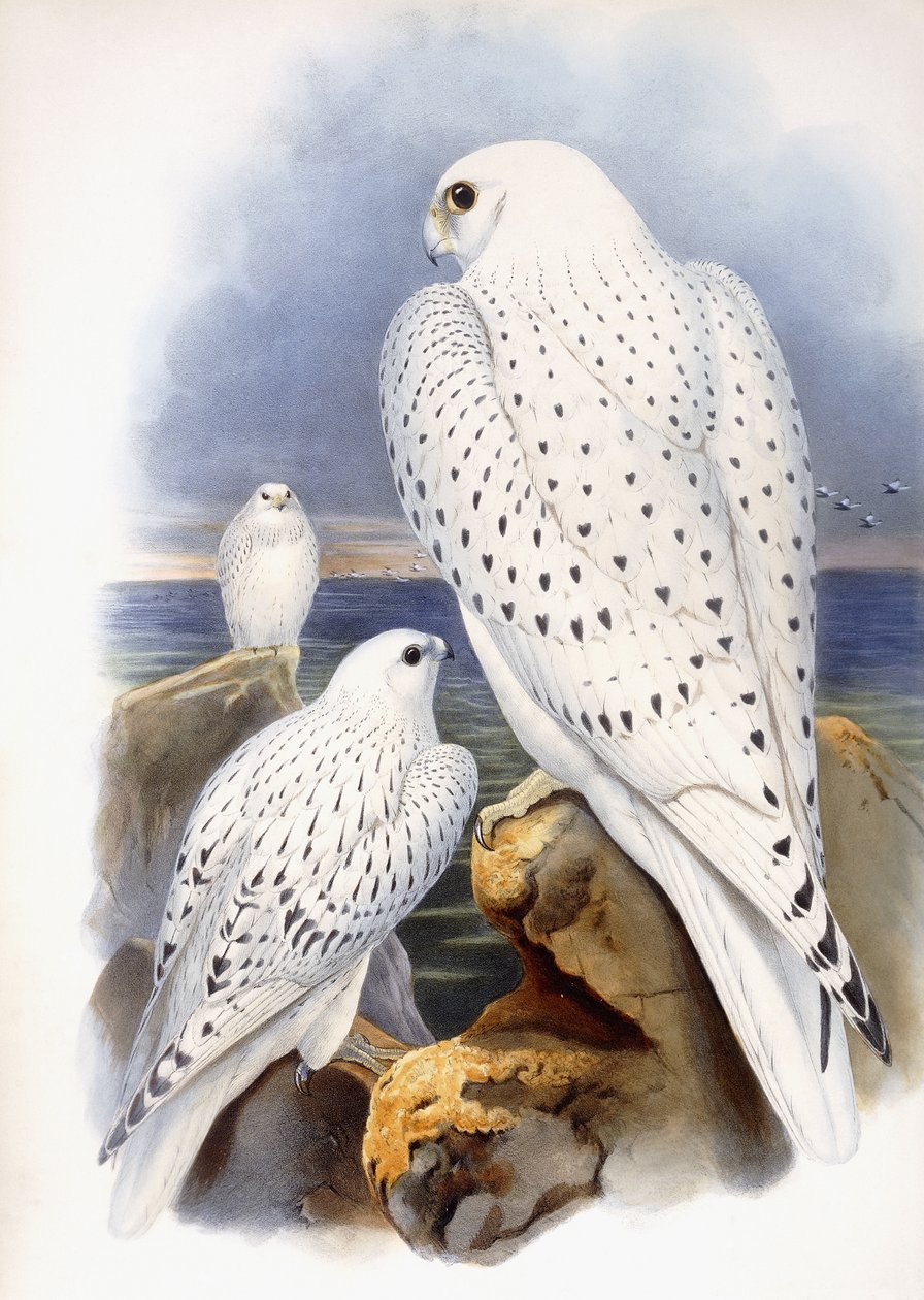 Şahinlerin çizimi, 1873 by John Gould
