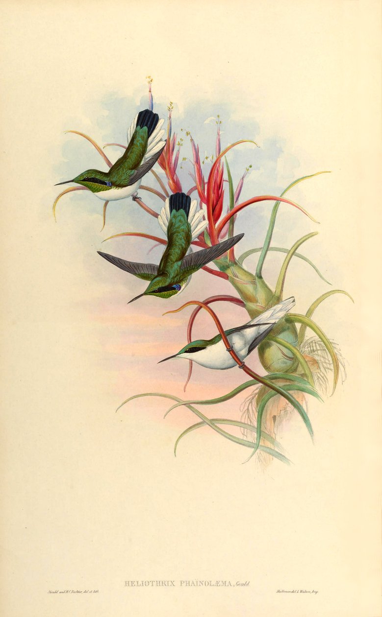 Tillandsia bulbosa (bromeliad) üzerinde Heliothrix phaïnolæma (= Heliothryx auritus phainolaemus) (sinek kuşu) çizimi by John Gould