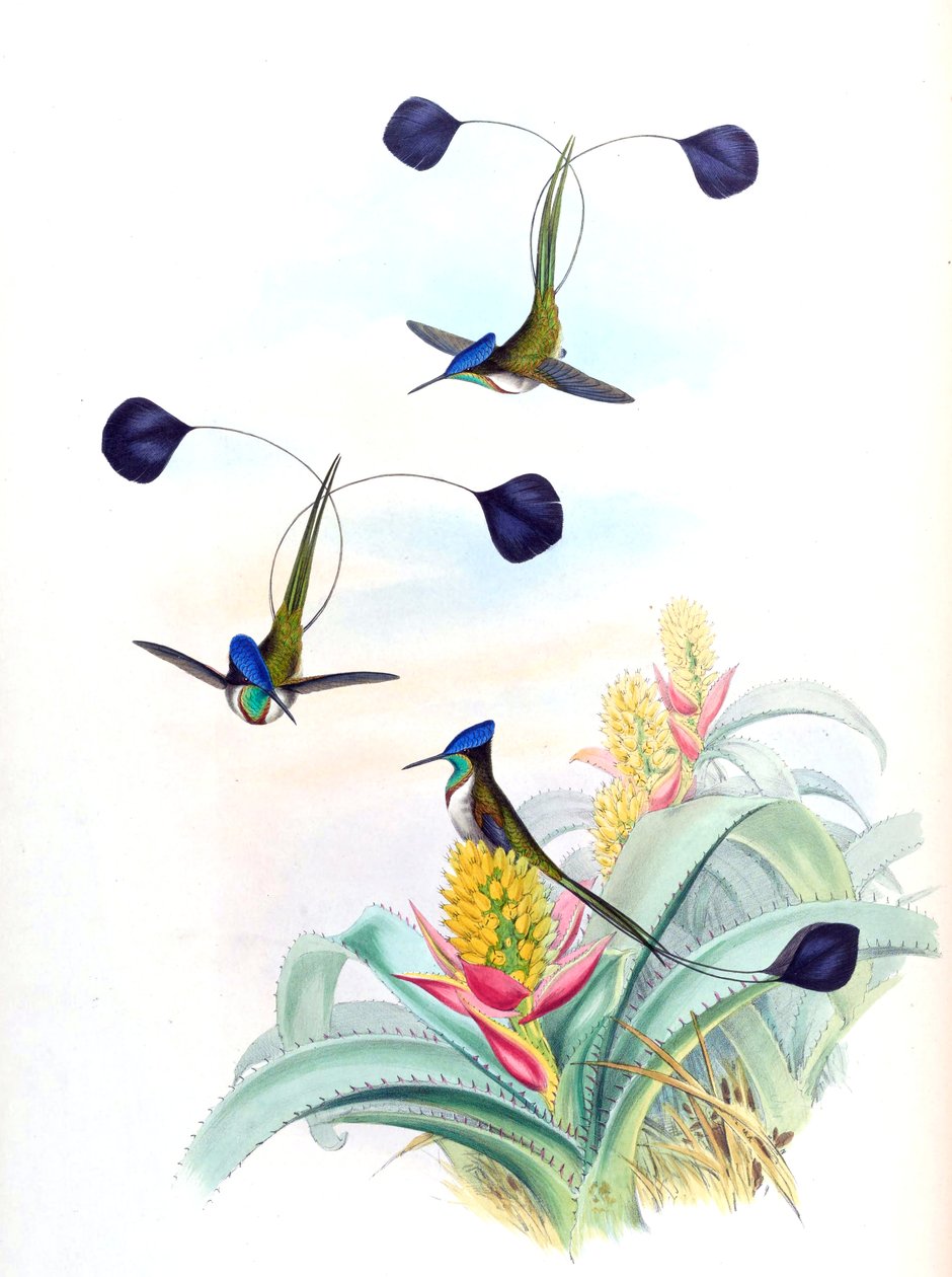 Aechmea mertensii (sin. A. mucroniflora olarak) (bromeliad) üzerinde Loddigesia mirabilis (sinek kuşu) çizimi by John Gould