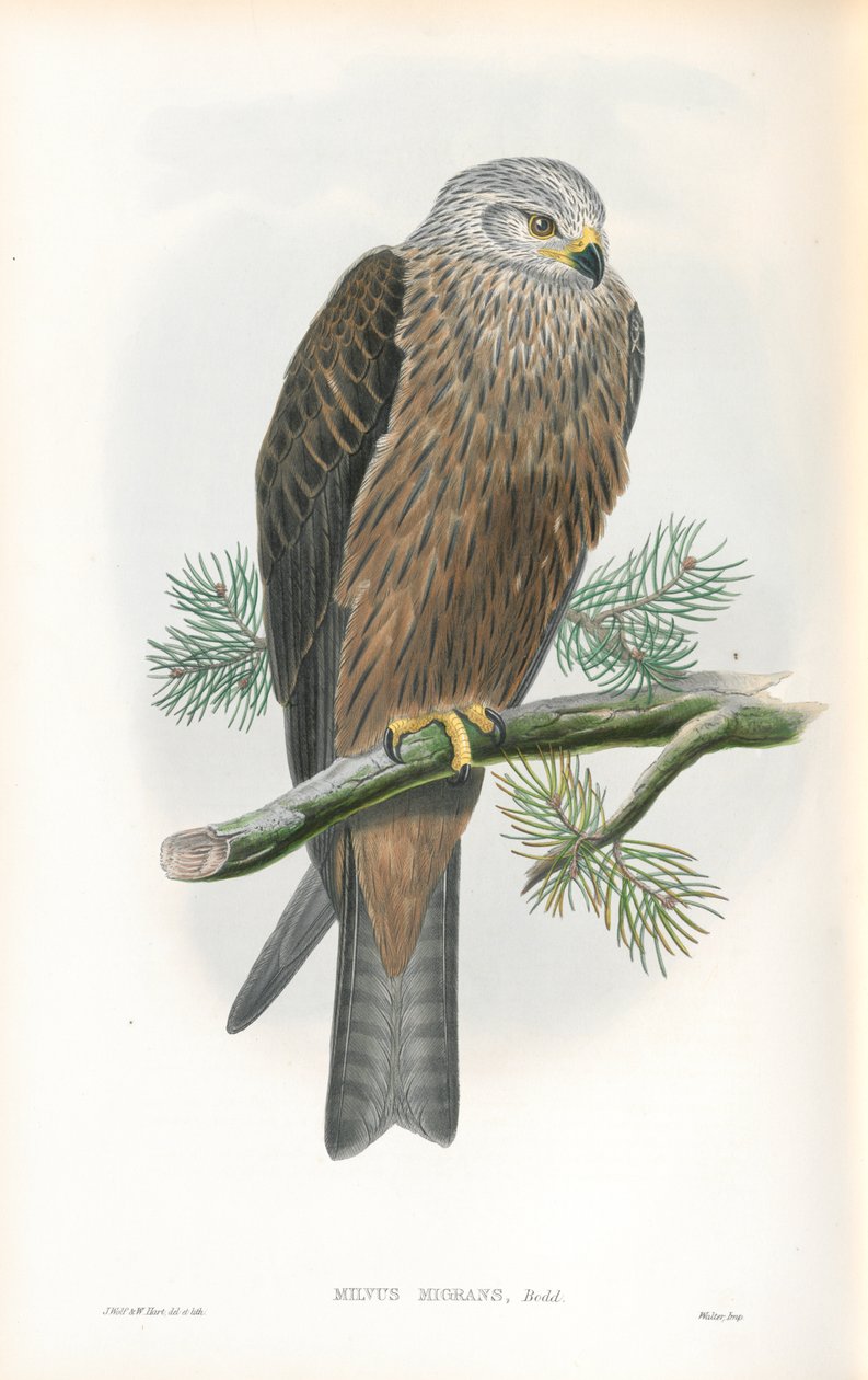 Milvus Migrans (Kara Uçurtma) çizimi by John Gould