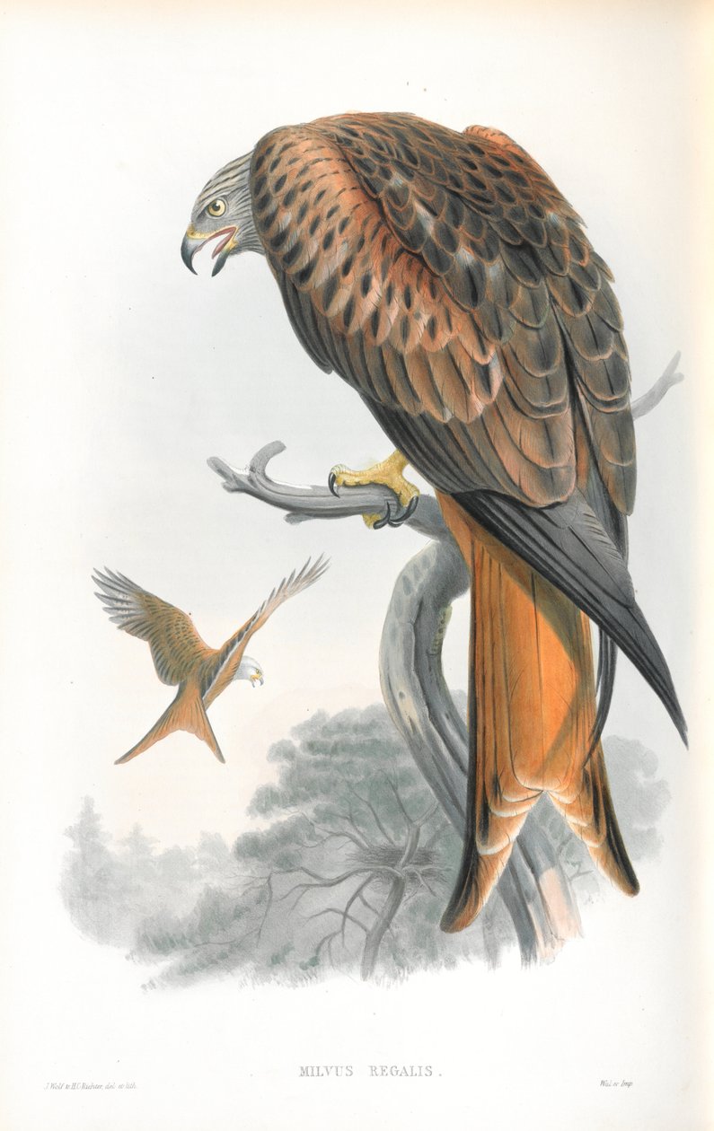 Milvus Regalis (Uçurtma; Gilead) çizimi by John Gould