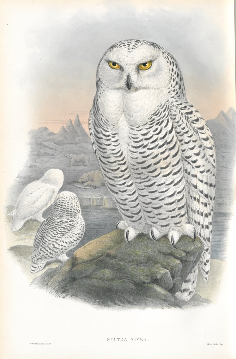 Nyctea Nivea (Kar Baykuşu) çizimi by John Gould