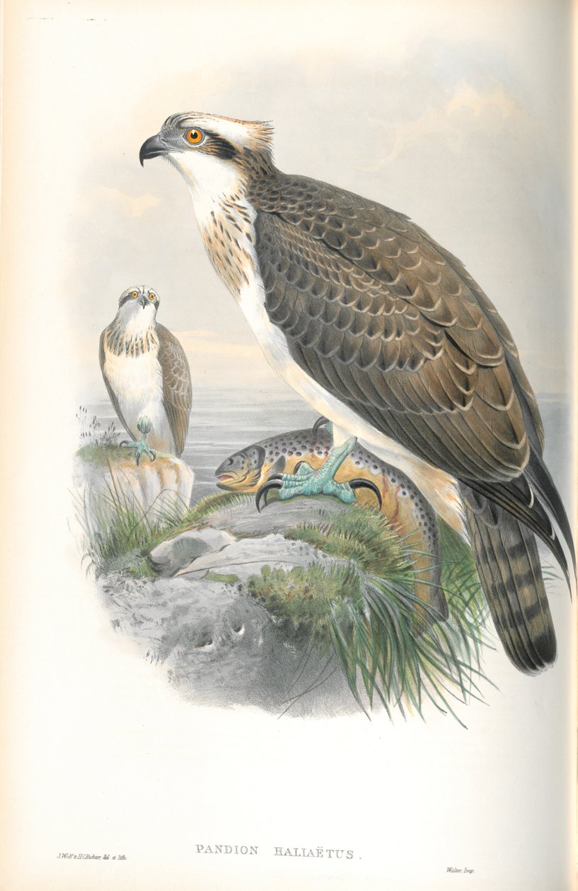 Pandion Haliaetus (Osprey) çizimi by John Gould