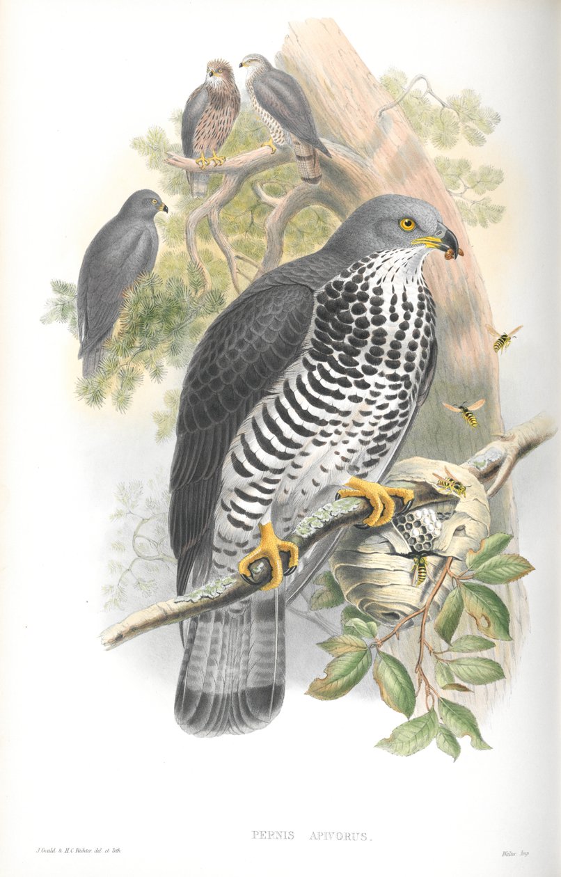 Pernis Apivorus (Bal-Buzzard) çizimi by John Gould