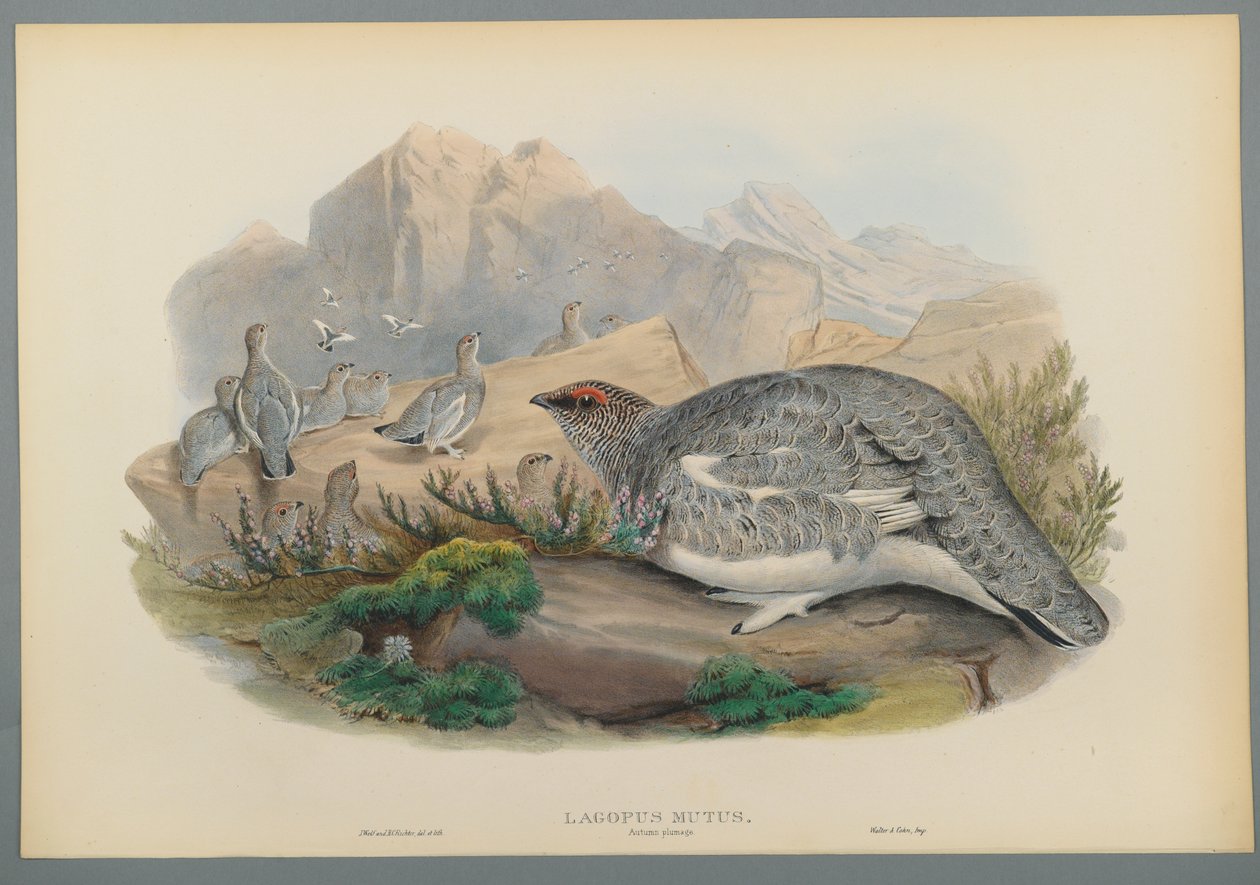 Lagopus Mutus, Sonbahar Tüyleri: Adi Ptarmigan (dokuma kağıt üzerinde renkli lito) by John Gould