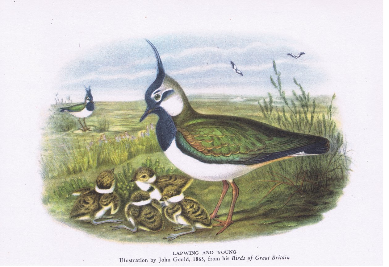 Lapwing ve genç, İngiltere