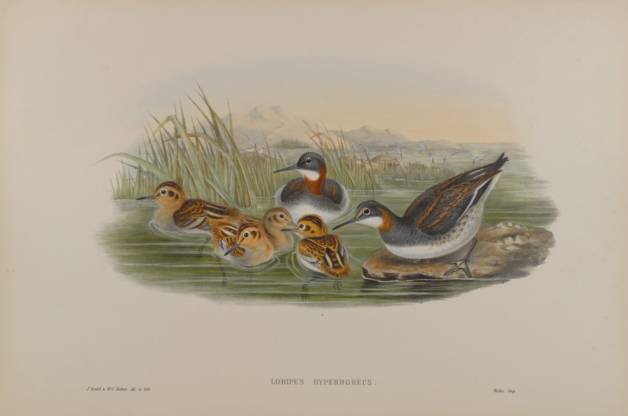 Lobipes Hyperboreus - Red-Necked Phalarope  by John Gould