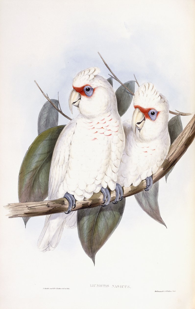 Uzun gagalı Kakadu by John Gould