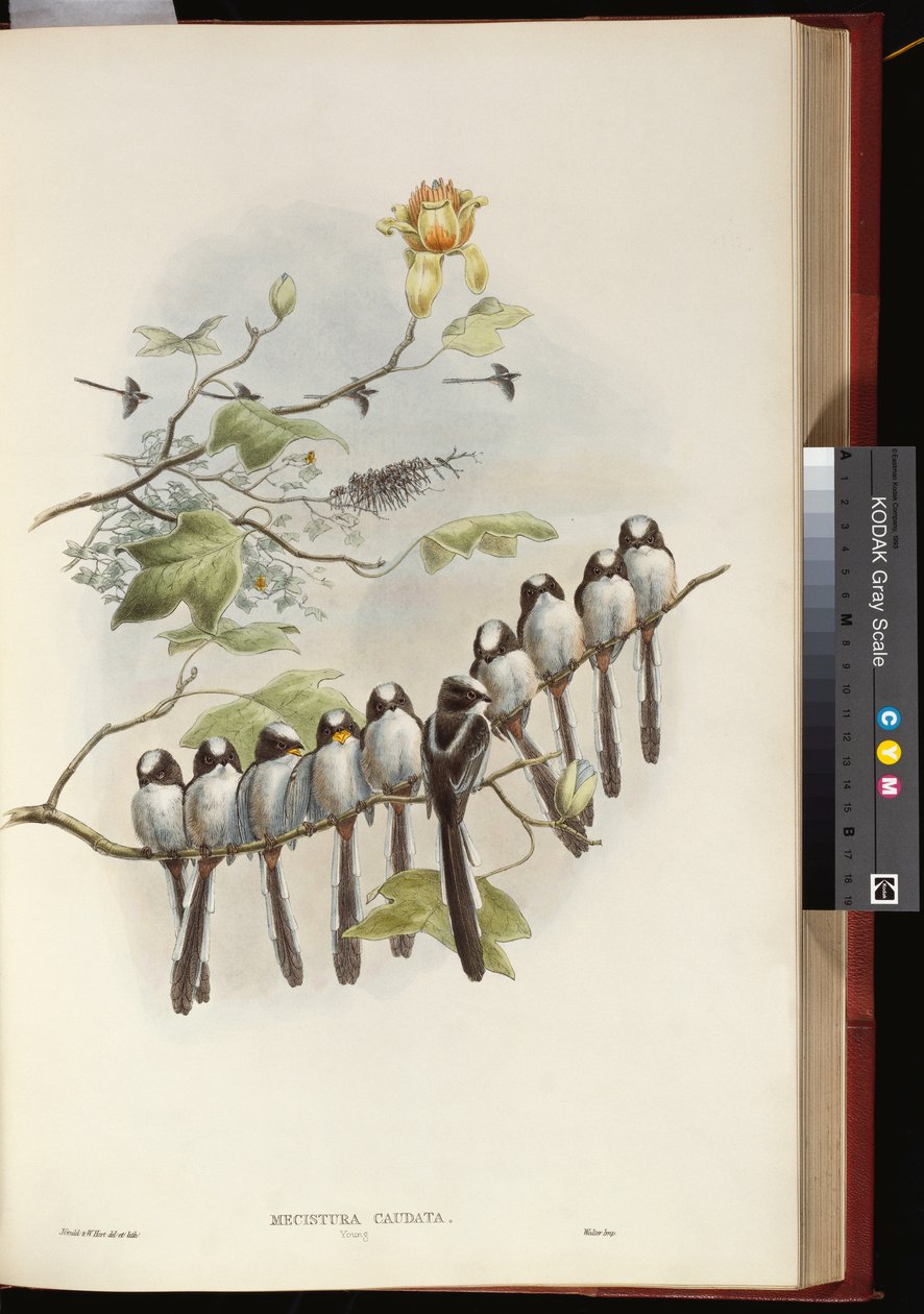 uzun kuyruklu baştankara by John Gould