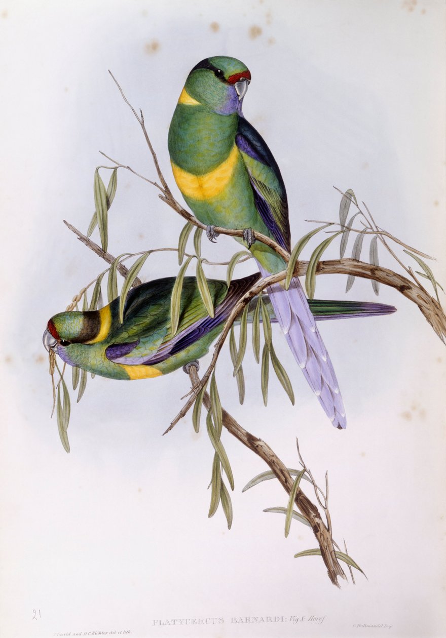 Mallee boğazlı (Platycercus veya Barnardius barnardi), John Gould tarafından gravür by John Gould
