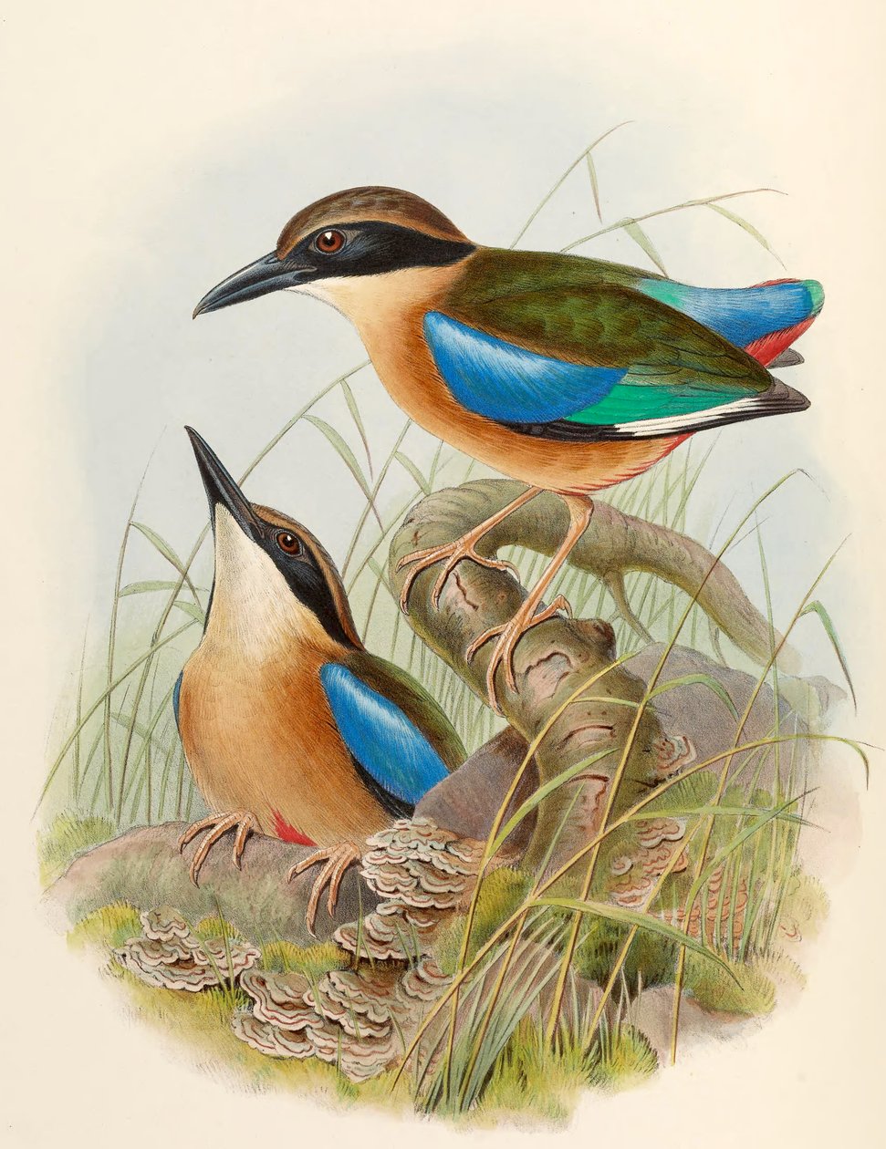 Mangrov Pitta (Mavi Kanatlı Pitta) Pitta megarhyncha Schlegel by John Gould