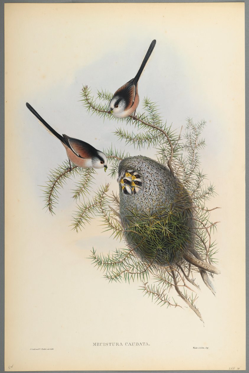 Mecistura Caudata - Uzun Kuyruklu Baştankara (dokuma kağıt üzerinde renkli taş) by John Gould
