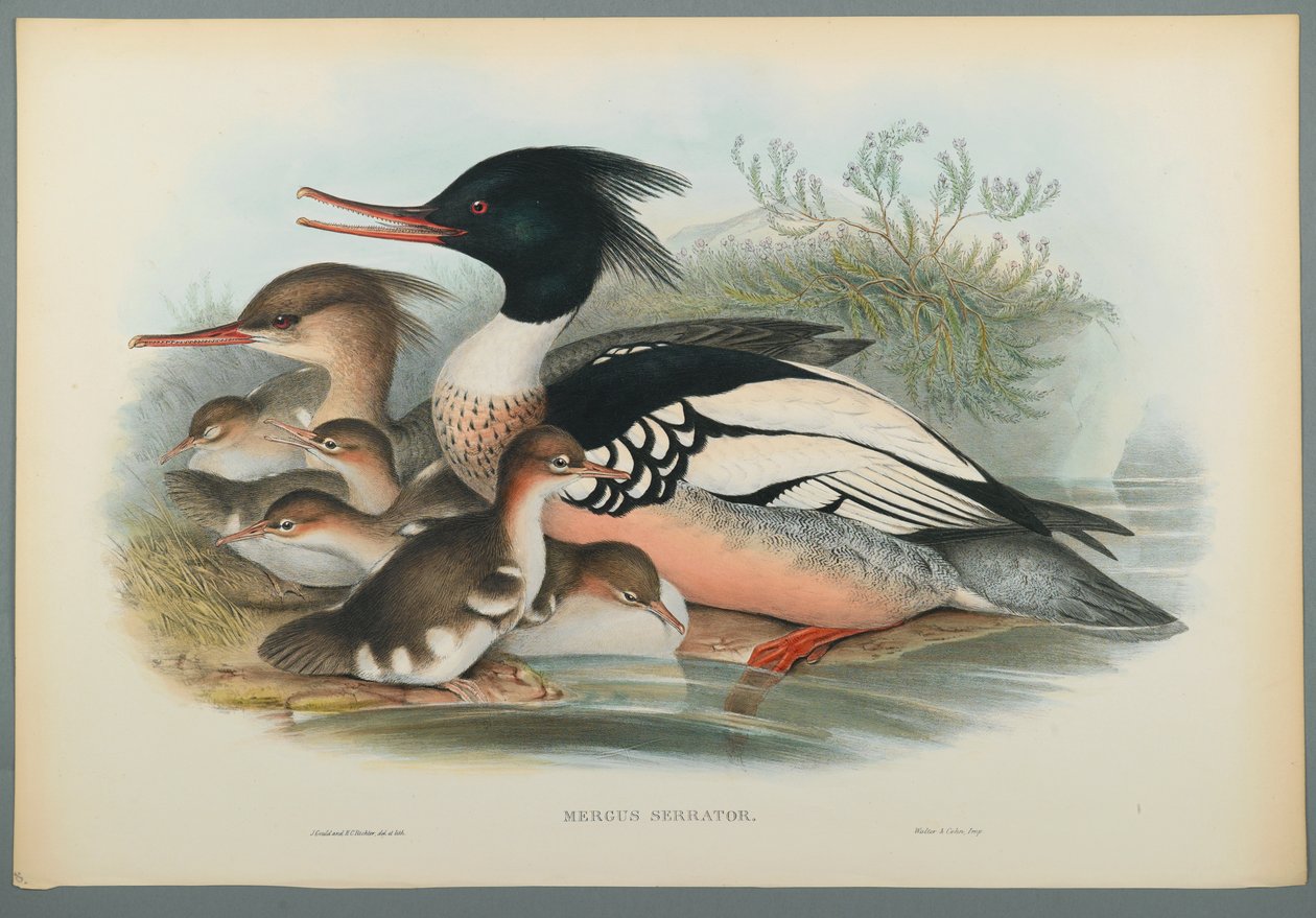 Mergus Serrator: Merganser (dokuma kağıt üzerine renkli lito) by John Gould