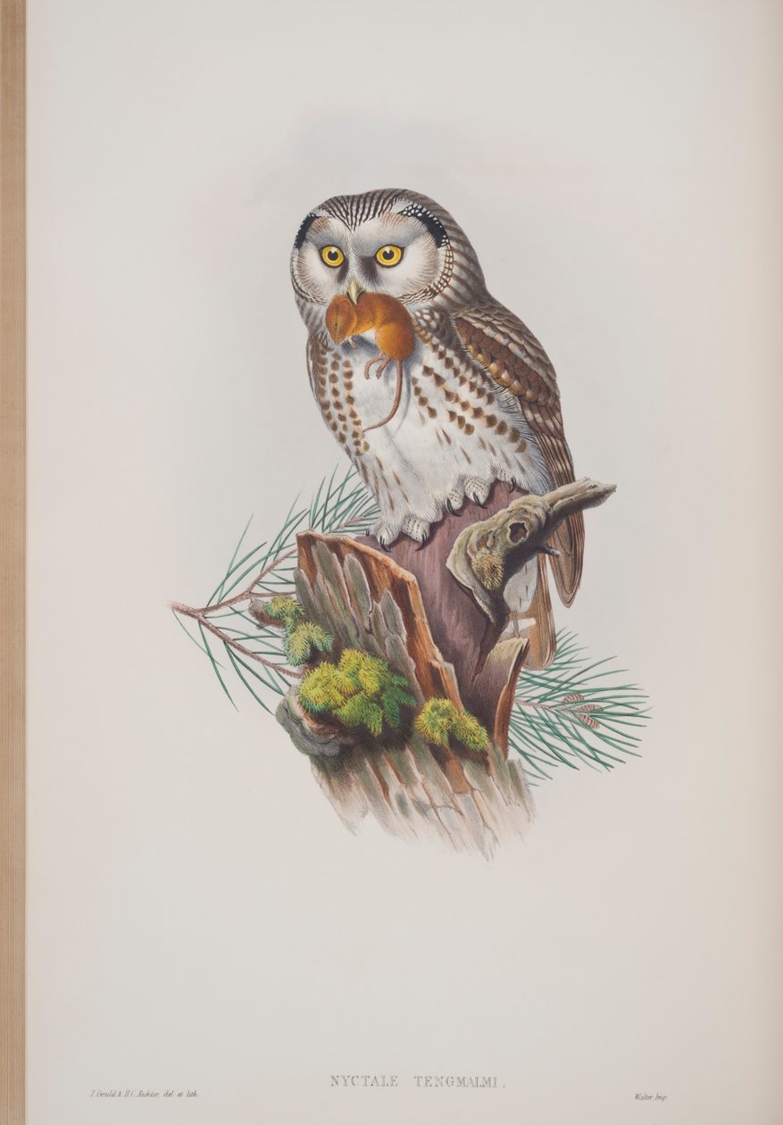 Nyctale Tengmalmi, John Gould