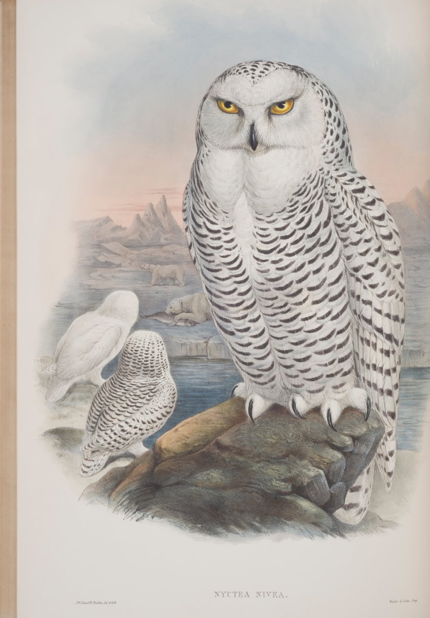 Nyctea Nivea, John Gould