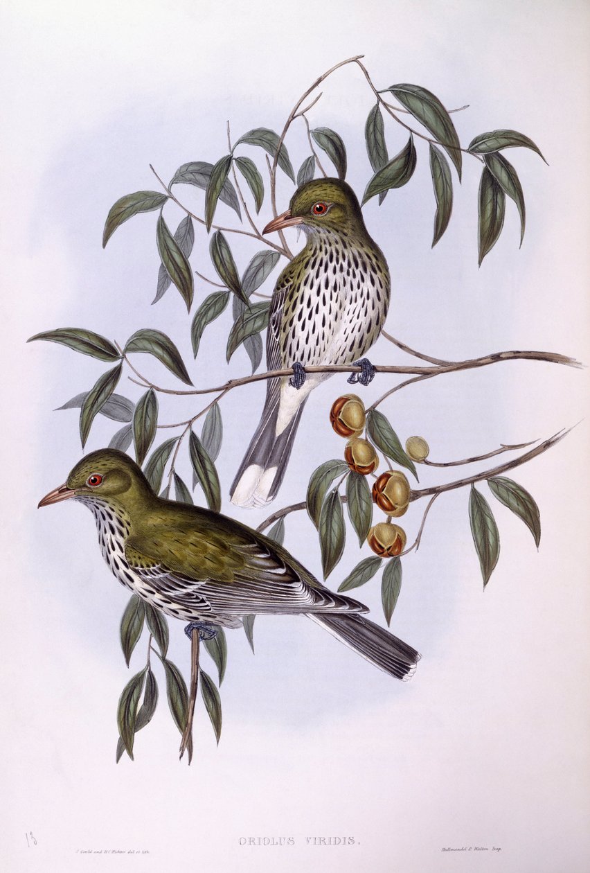 Zeytin sırtlı sarıasma (Oriolus sagittatus), John Gould tarafından gravür by John Gould