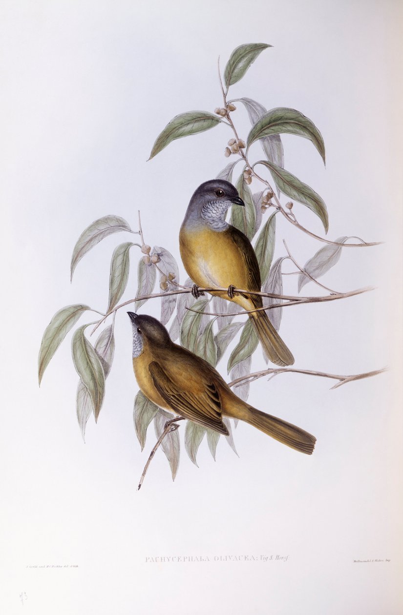 Zeytin ıslığı (Pachycephala olivacea), John Gould tarafından gravür by John Gould