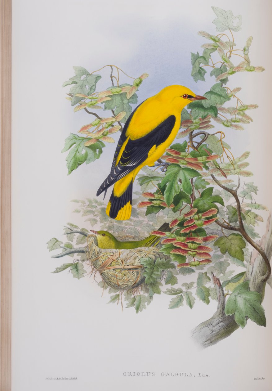 Oriolus Galbula, John Gould
