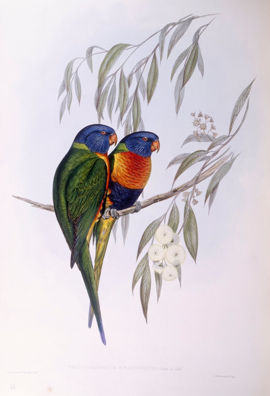 Süslü Lorike (Trichoglossus ornatus), John Gould tarafından gravür by John Gould