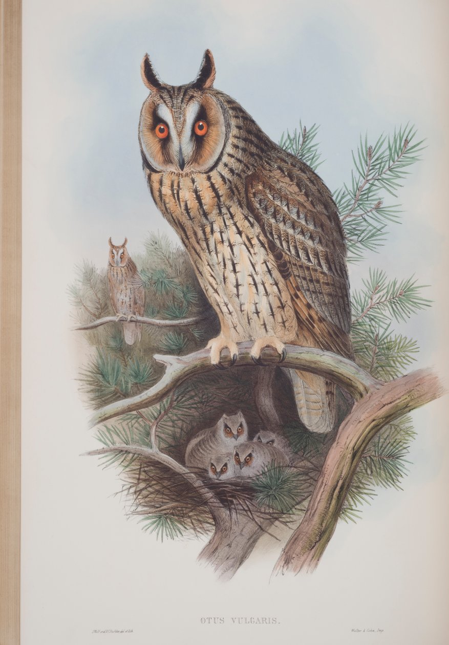 Otus Vulgaris, John Gould