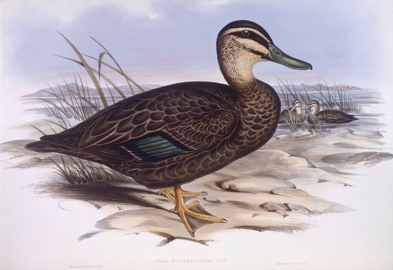Pasifik siyah ördeği (Anas superciliosa), John Gould tarafından gravür by John Gould