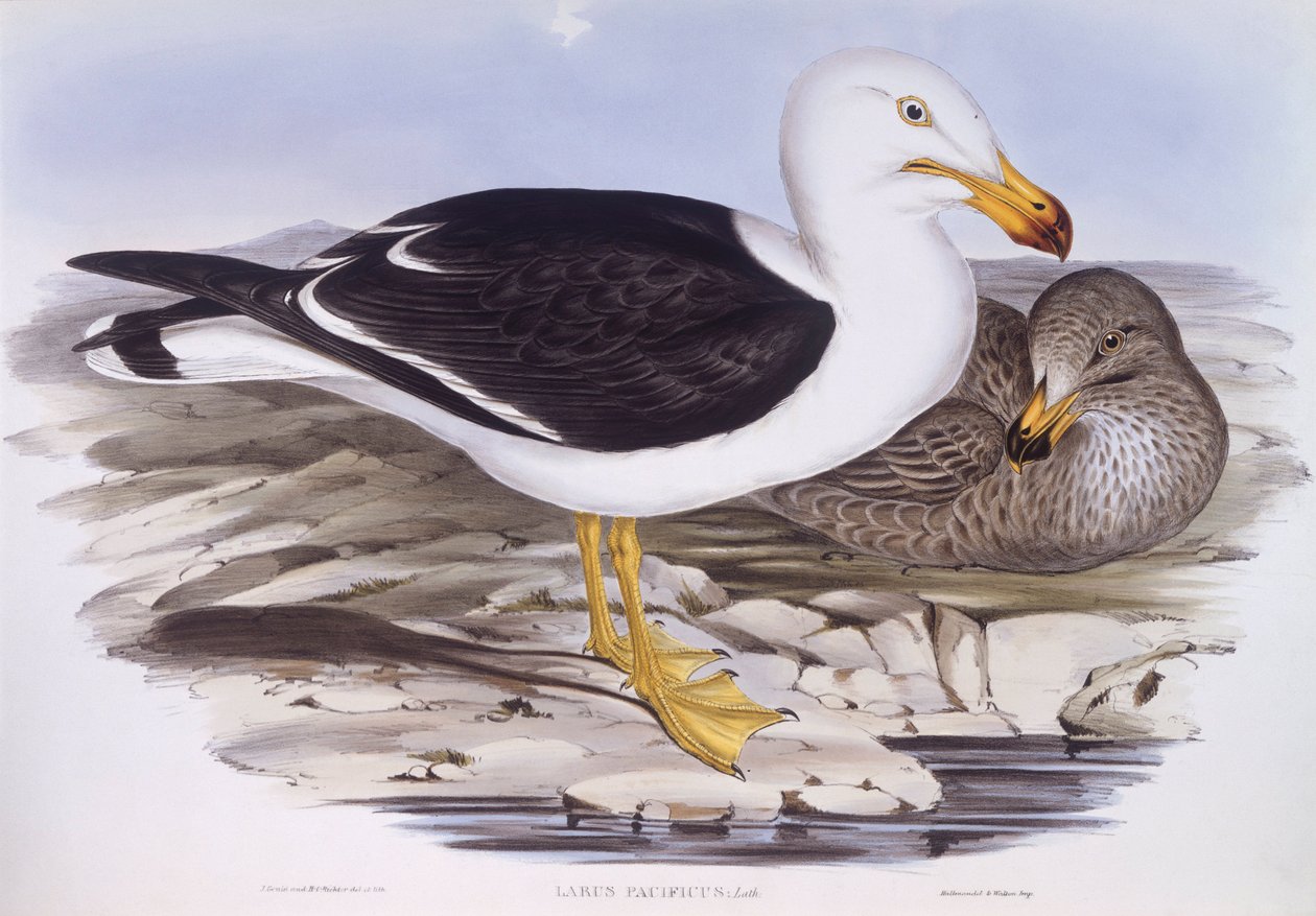 Pasifik martı (Larus pacificus), John Gould tarafından gravür by John Gould