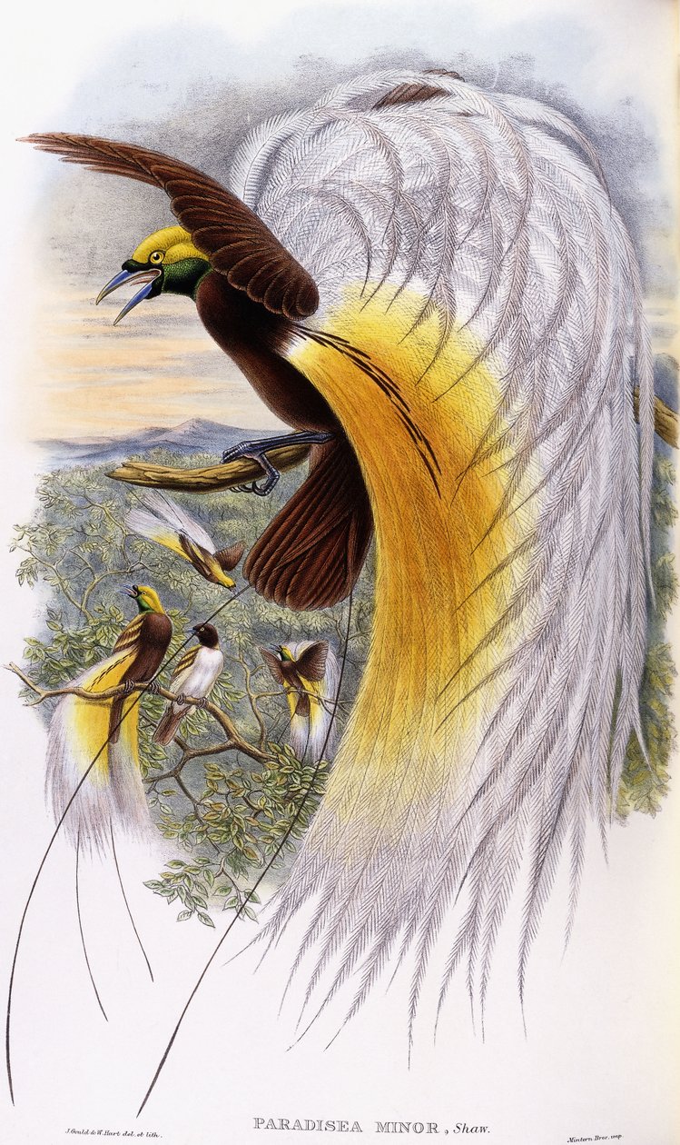 Cennet Küçük by John Gould