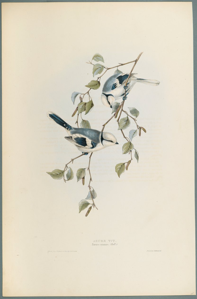 Parus Cyanus: Azure Tit (dokuma kağıt üzerinde renkli lito) by John Gould