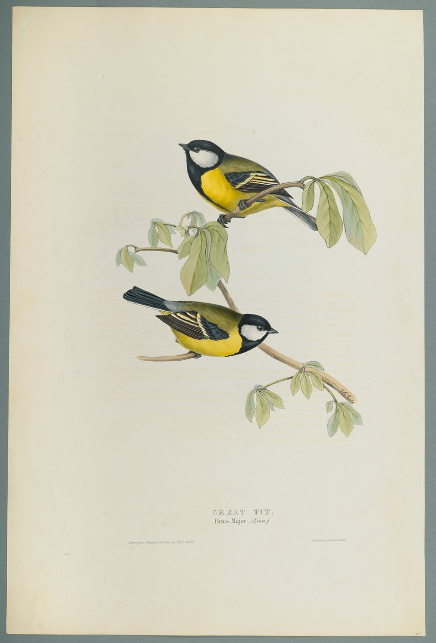 Parus Major: Büyük Baştankara (dokuma kağıt üzerinde renkli taş) by John Gould