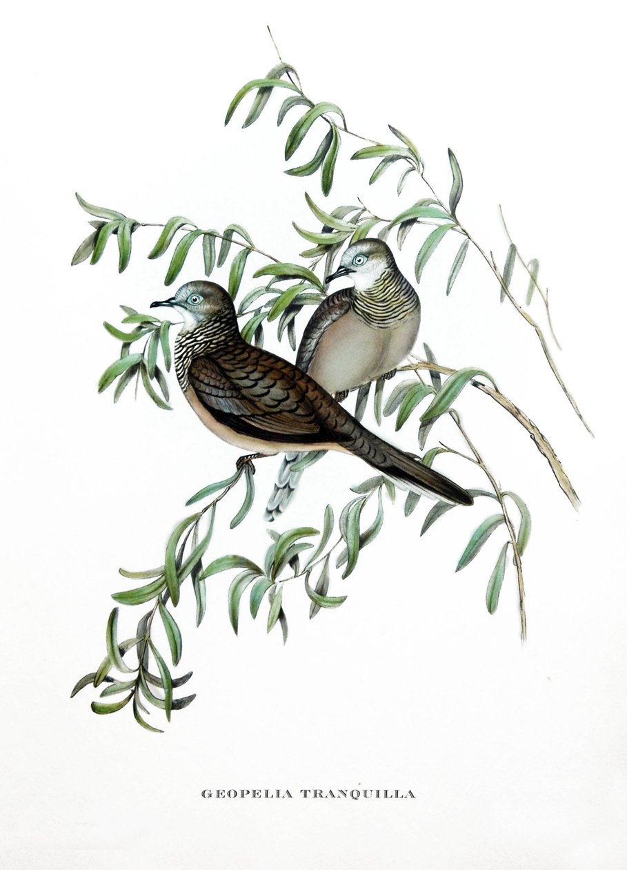 by John Gould