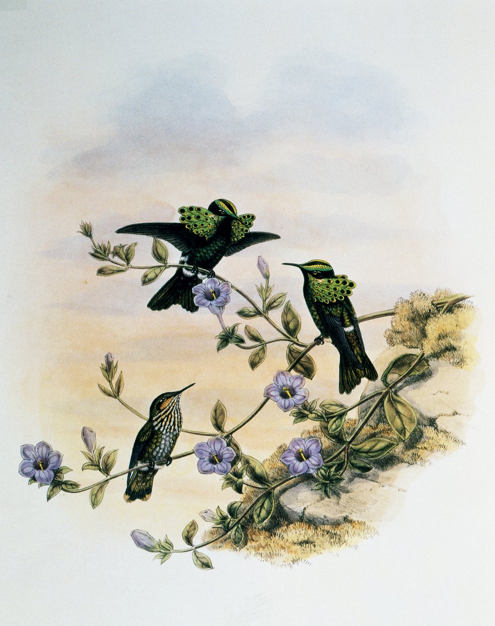 Tavuskuşu Coquette (Lophornis pavoninus), Monograph of Trochilidae veya Humming Birds (1849-1861), John Gould (1804-1881), Birleşik Krallık