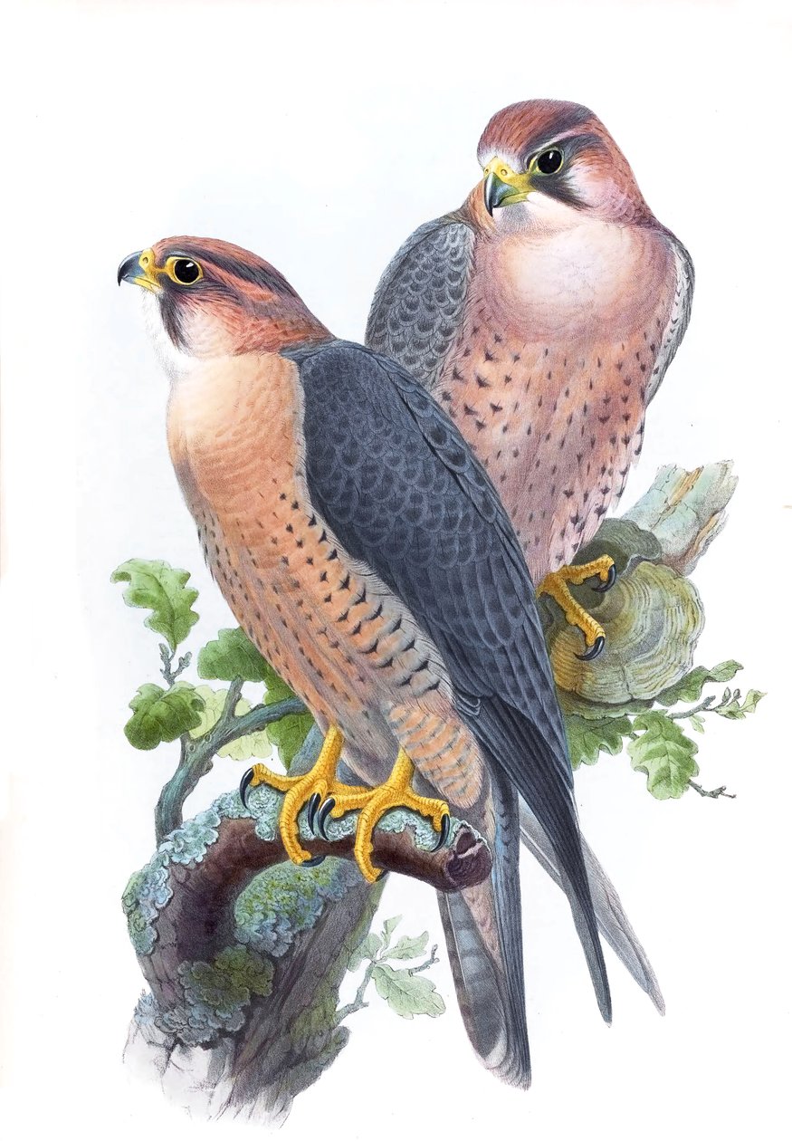 Peregrine Falcon, (Kırmızı başlıklı Şahin) Falco peregrinus babylonicus Sclater by John Gould