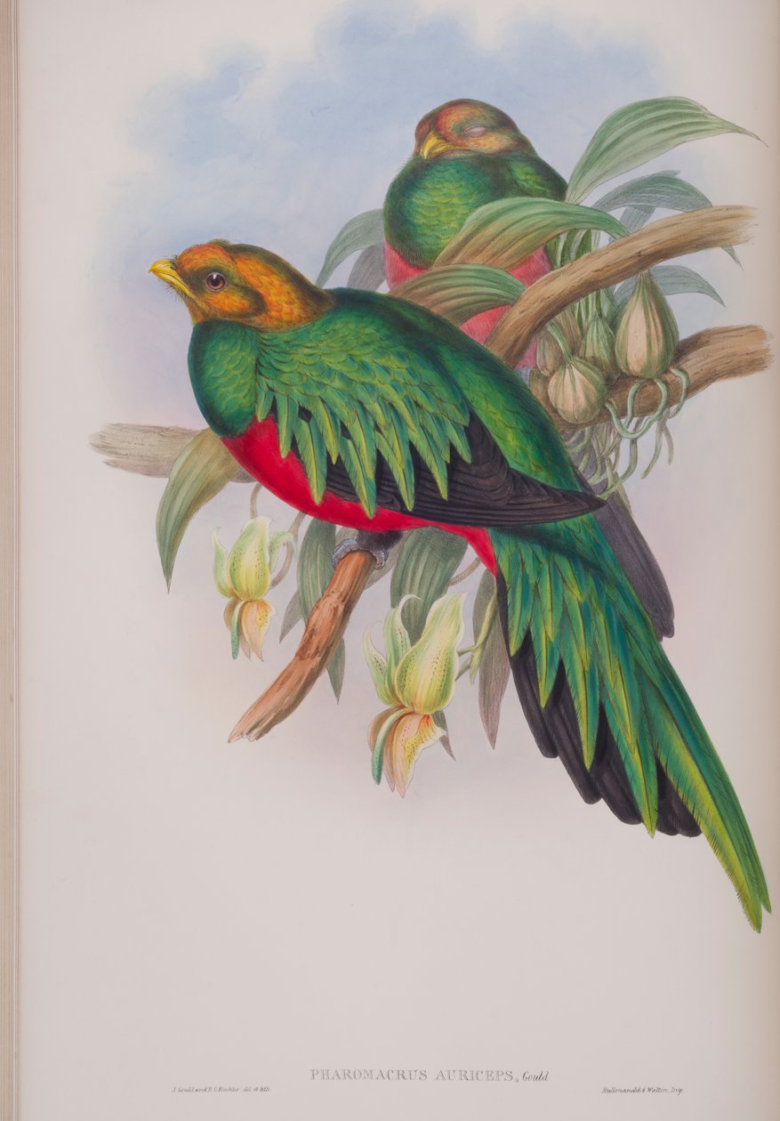 Pharomacrus Auriceps, John Gould