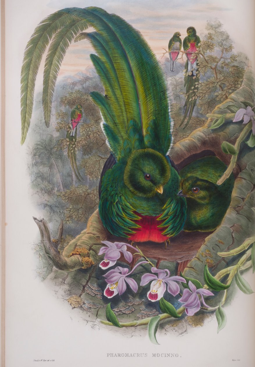 Pharomacrus Mocinno, John Gould