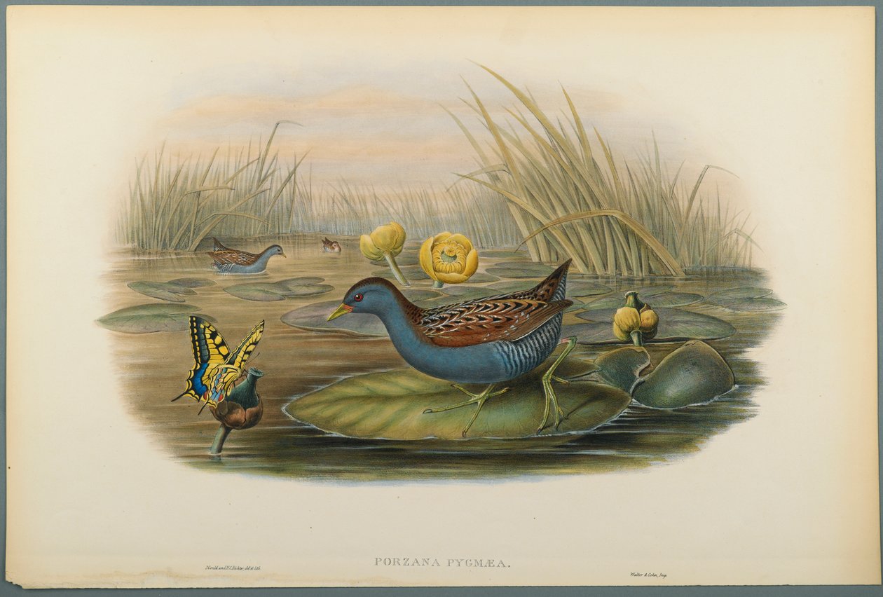 Porzana Pygmaea, Baillons Crane (dokuma kağıt üzerinde renkli lito) by John Gould