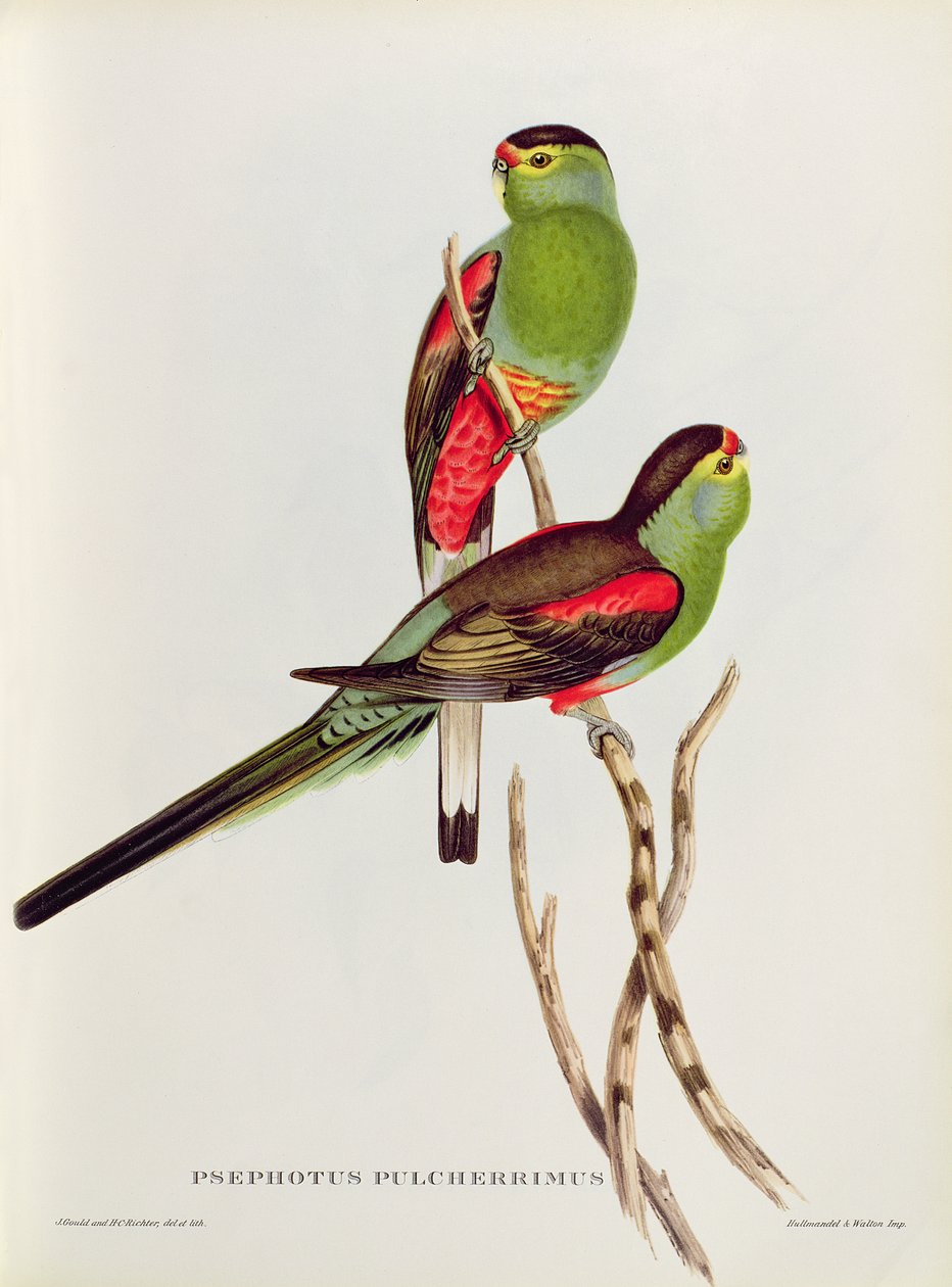 psöfotos by John Gould