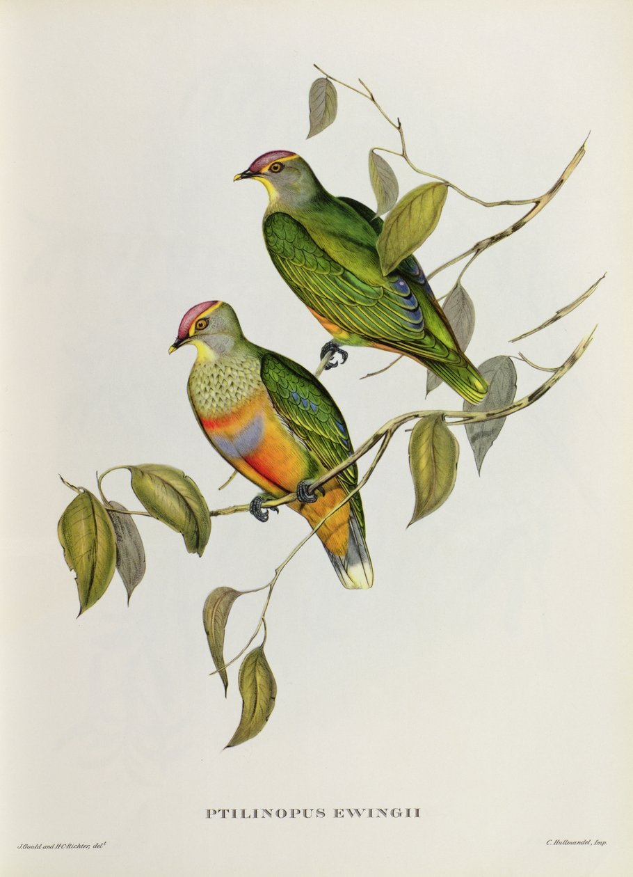 hidra ewingii by John Gould