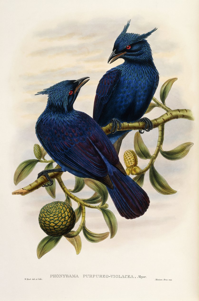 Mor ve Menekşe Manucode by John Gould