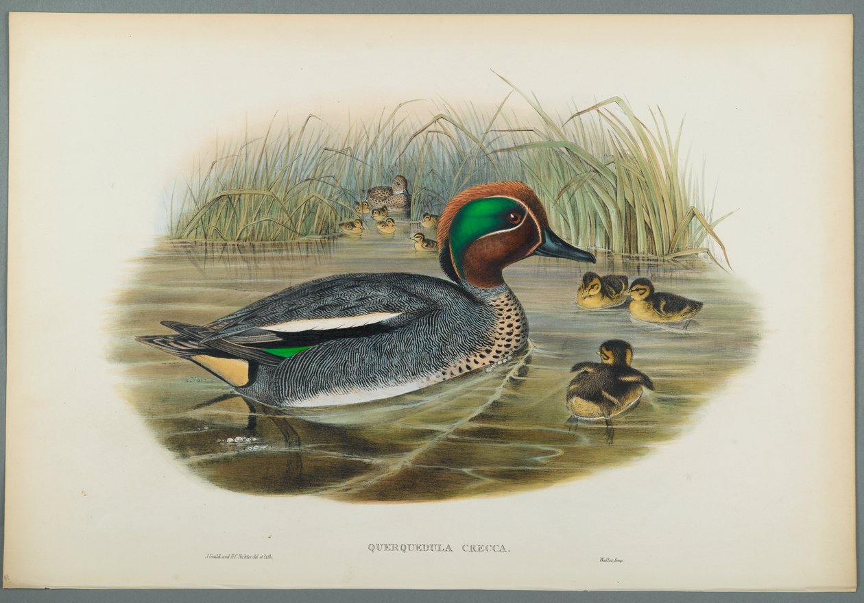 Querquedula Crecca: Deniz mavisi (dokuma kağıt üzerinde renkli lito) by John Gould