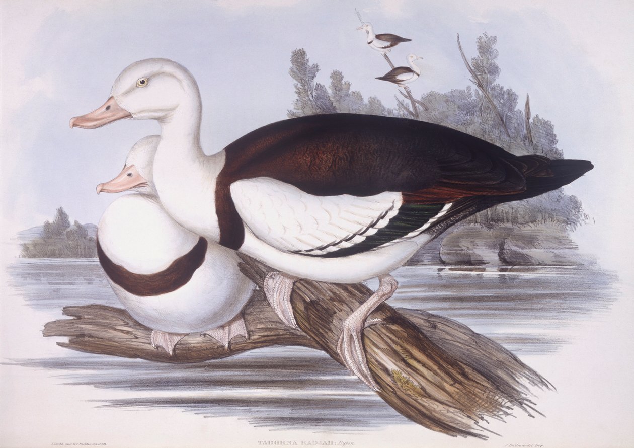 Radjah shelduck (Tadorna radjah), John Gould tarafından gravür by John Gould