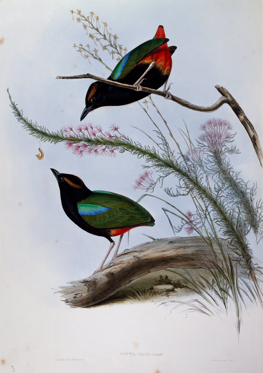 Gökkuşağı Pitta (Pitta iris), Birds of Australia