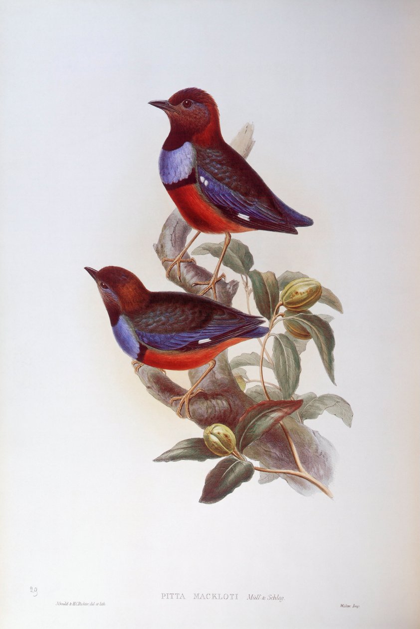 Kırmızı karınlı pide (Pitta erythrogaster), John Gould tarafından gravür by John Gould