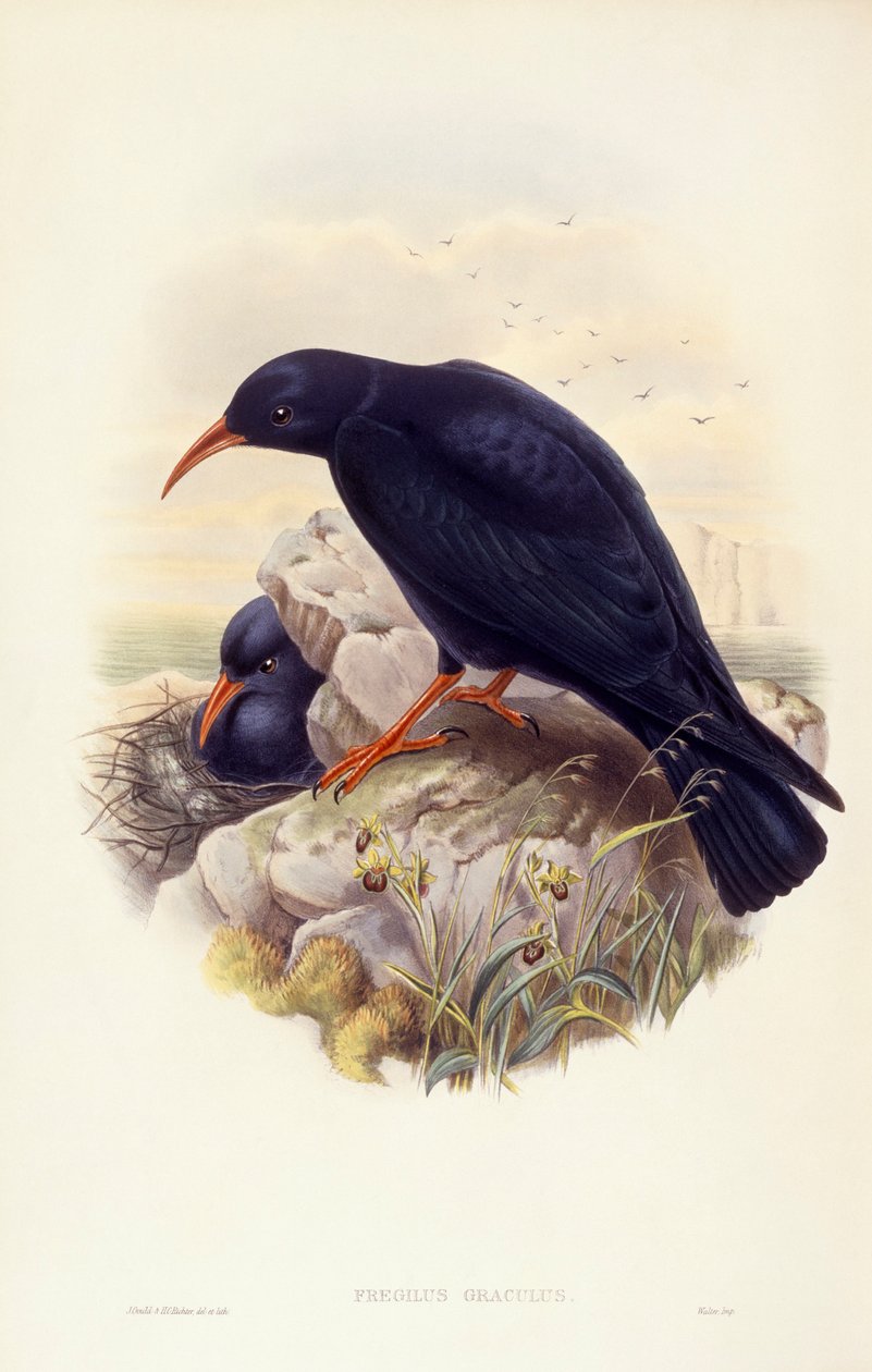 Kırmızı gagalı öksürük (Pyrrhocorax pyrrhocorax), John Gould tarafından gravür by John Gould