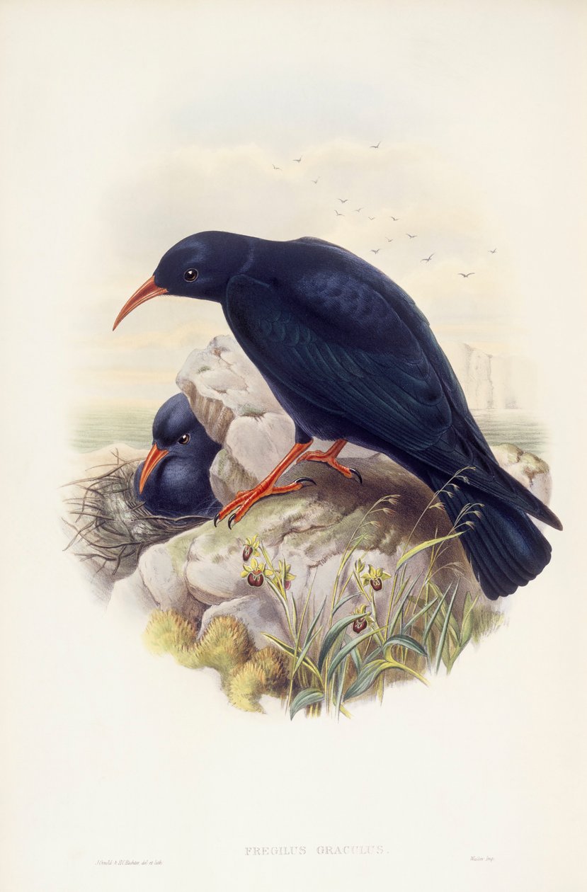 Kırmızı gagalı öksürük (Pyrrhocorax pyrrhocorax), John Gould tarafından gravür by John Gould